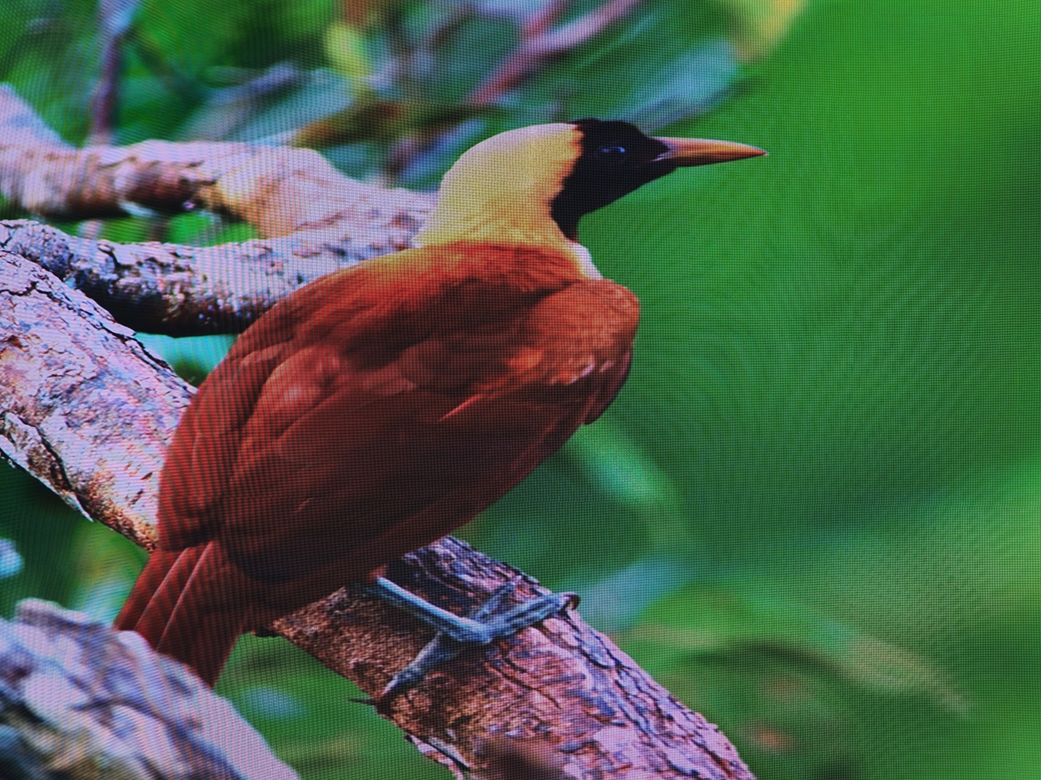 中国式现代化万千气象看江西今天去了南昌高新区的晶能光电，就在艾溪湖北路那边。这家