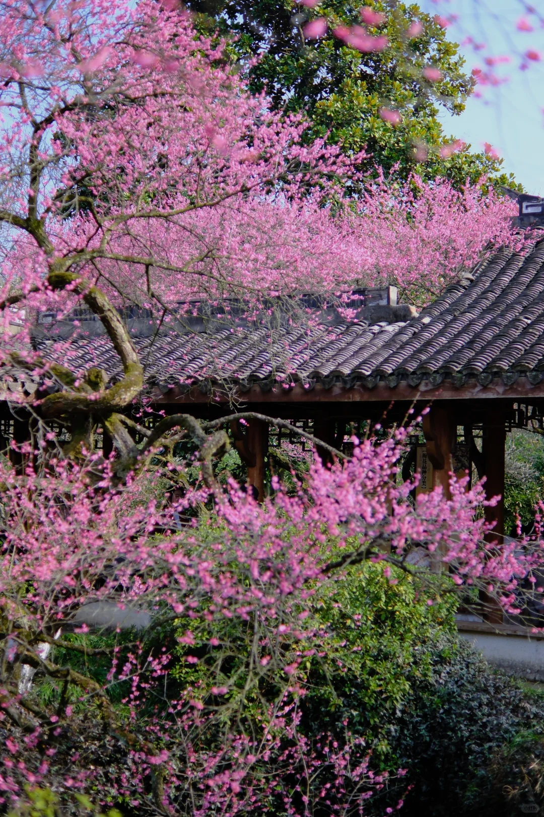 灵峰探梅🌸花已盛开❗️❗️赏梅正当季～