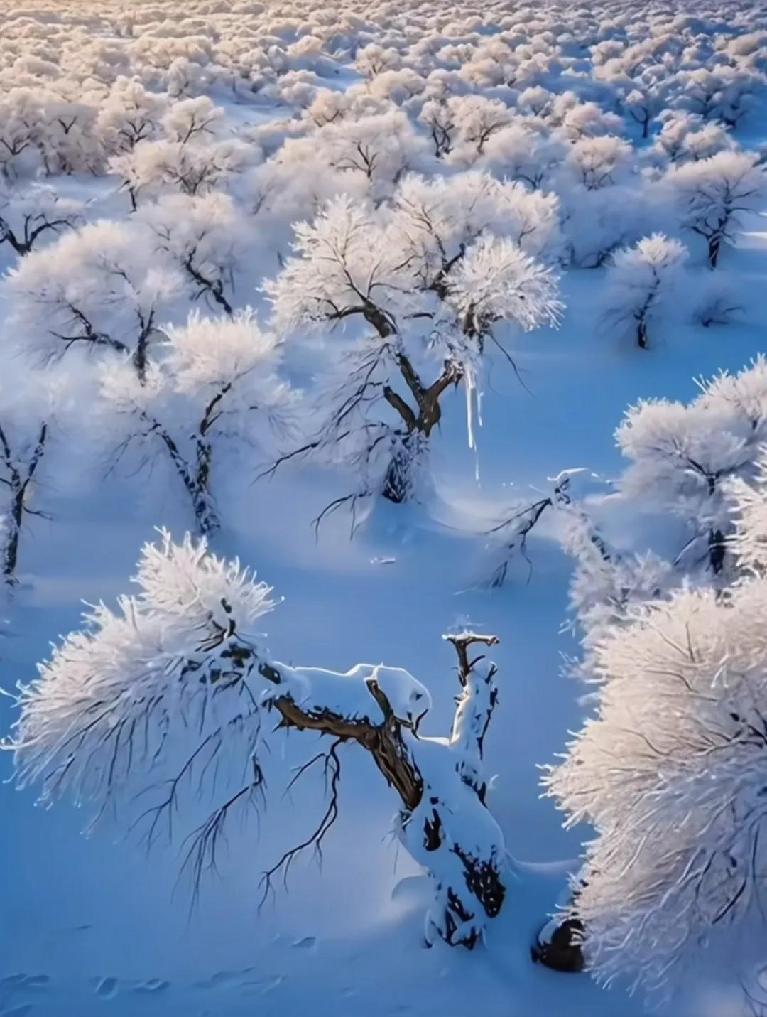 胡杨树旁的沙砾：淋而不碎一千年，碎而不哭一千年，哭而不悔一千年风景 胡杨林 寒树