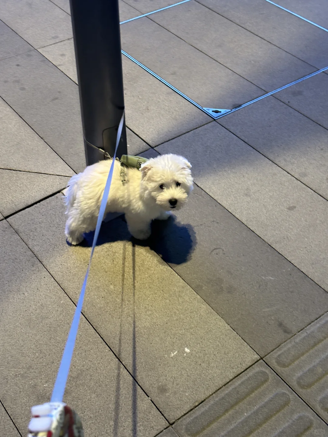 你们的西高地也这么倔吗？