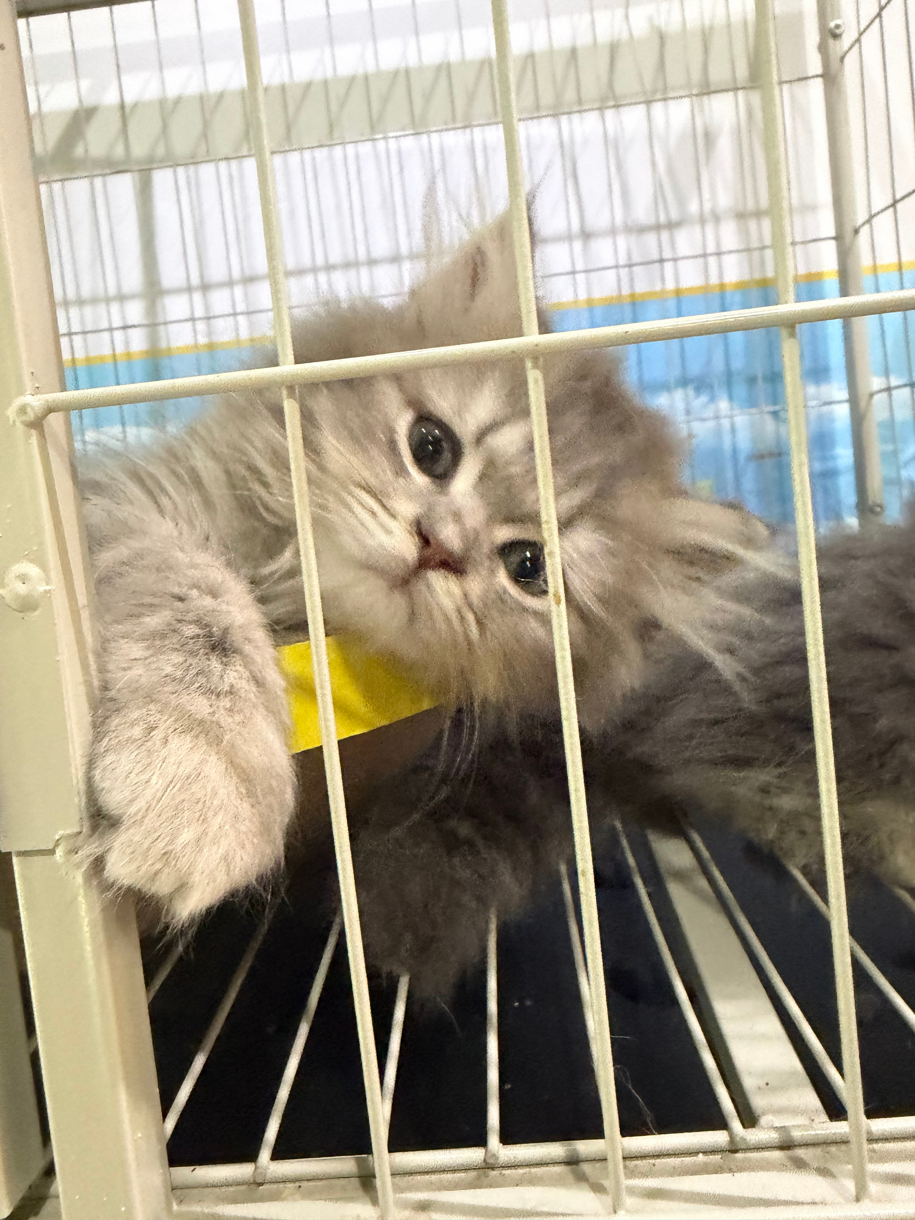 等待小猫咪的到来