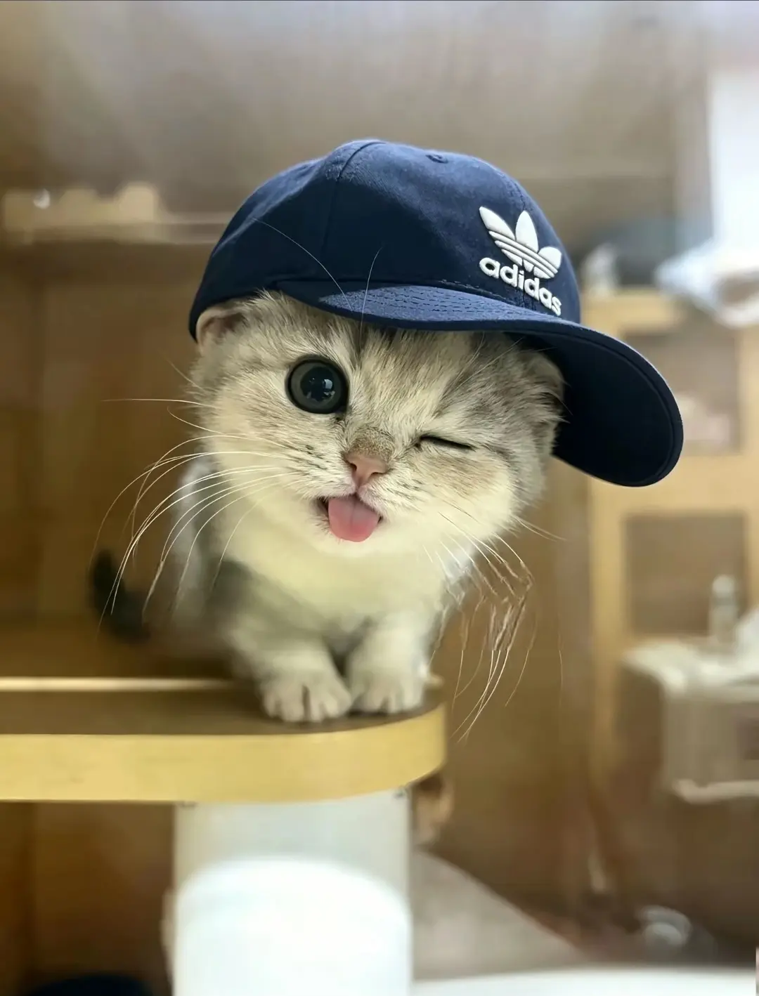 猫猫萌宠