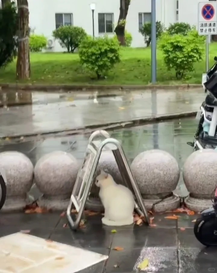咪在小小的屋子里躲大大的雨 