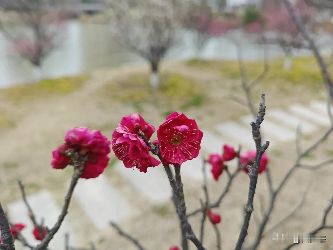 春日生活打卡季春梅