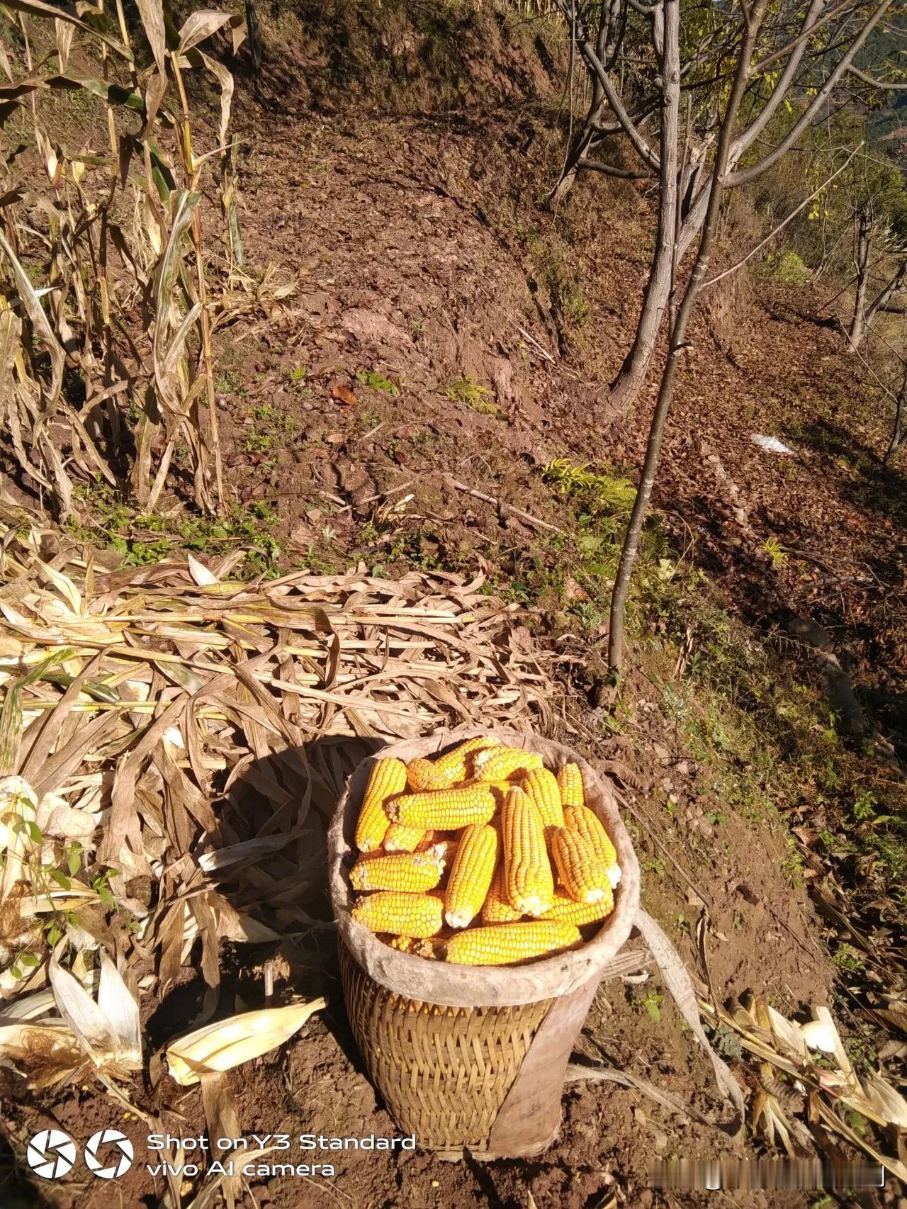 早上太阳不出来时，挖地种豆子，十点多钟，就去摘玉米，搞点回头货了。