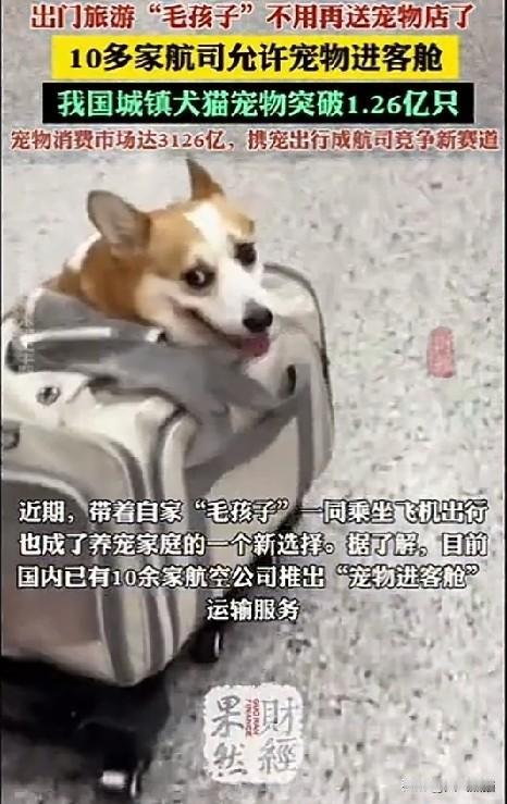 宠物进餐厅之后，现在终于轮到飞机航班了！
十多家航空公司已经允许宠物狗进客舱了，