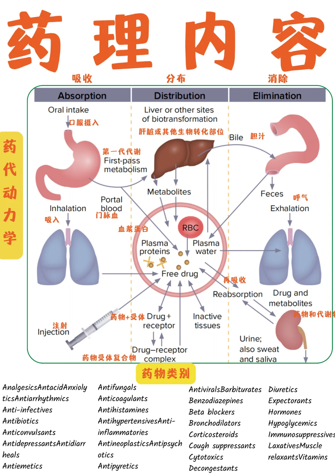 备考RN/药理内容！！学！！单词