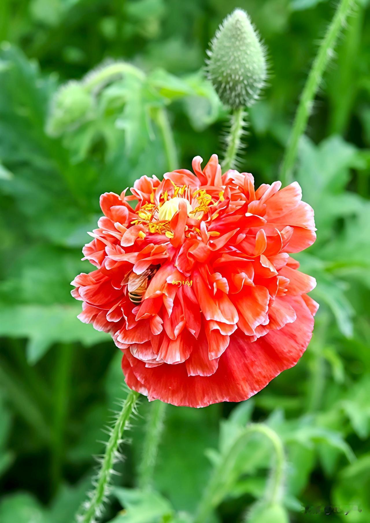 艳红重瓣虞美人层层舒展，蜜蜂隐于花瓣间，青嫩花苞衬着满片翠绿。
晒图笔记大赛