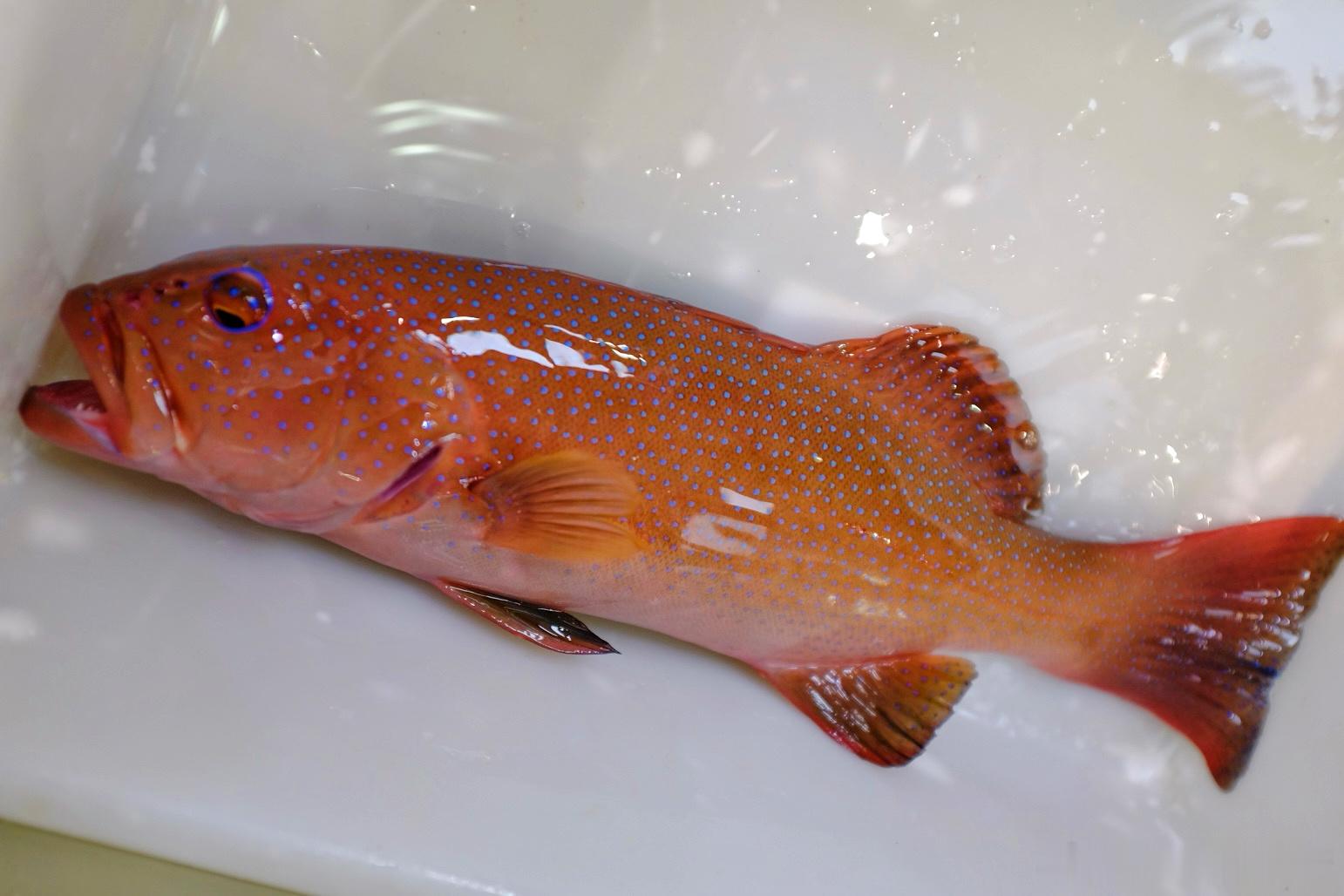 去中国城搬了一些食材和酱料回来，买了条东星斑，买了比手还大的虾🦐 吃货蔚在澳洲
