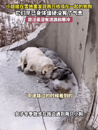 冬日飘着雪，女子散步路过路边，看到墙角里缩着两只小狗——一只白，一只黑，身上落满