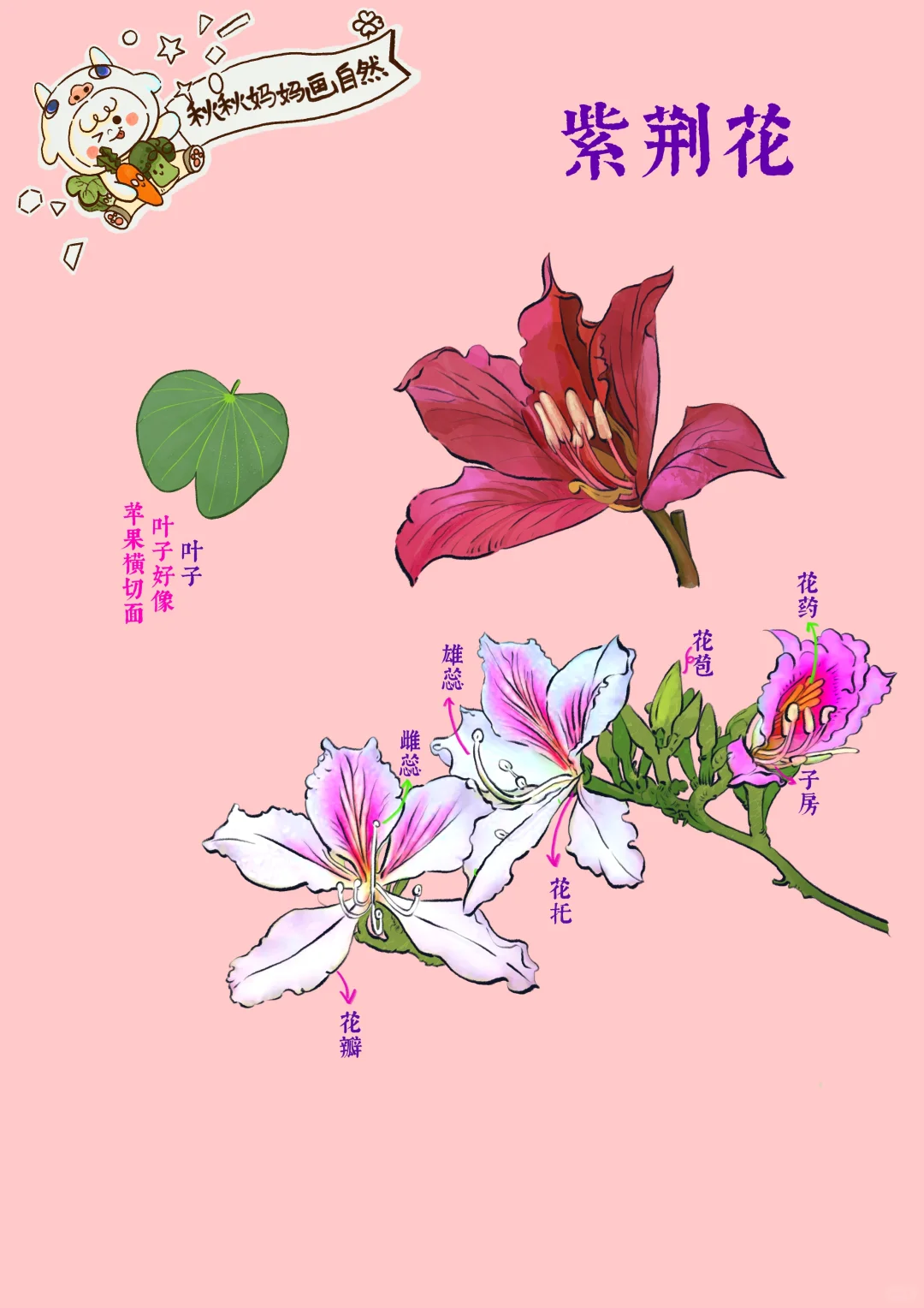 东方之珠｜hk市花-紫荆花，香港回归27周年