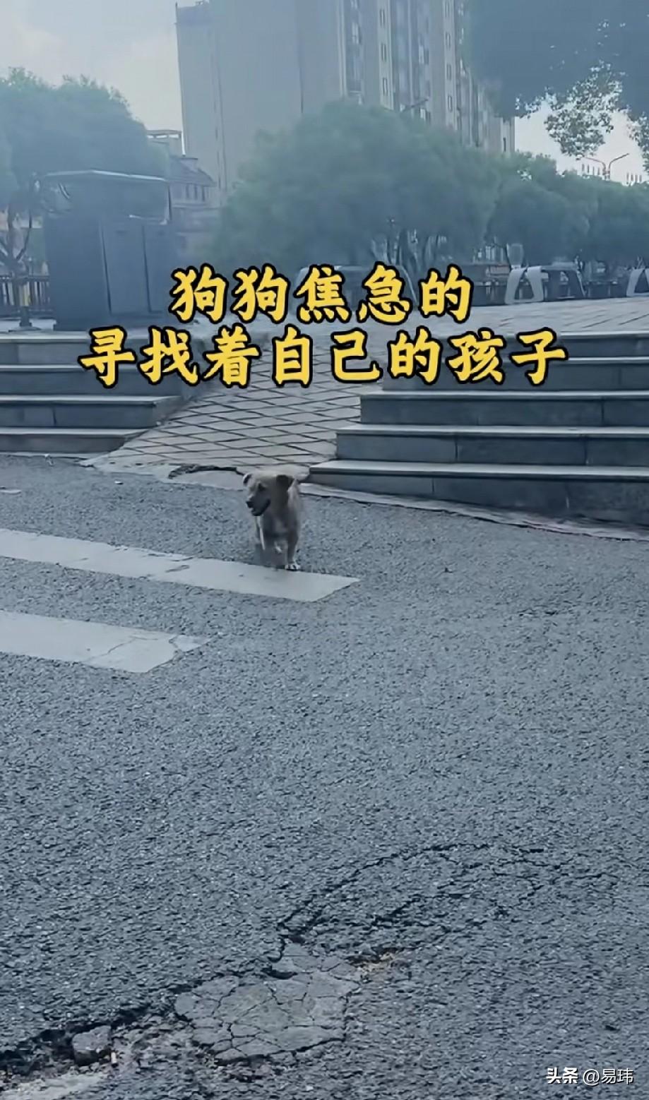 太坏了！一位小哥哥的小区里有一只流浪狗妈妈，平时就住在一个无人的车库里，后来它生