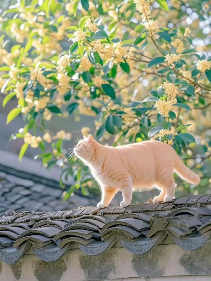 “ 几度秋意浓，最是桂花香 ...
