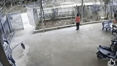 这是真的送上门啊，话说野猪属于保护动物吗？