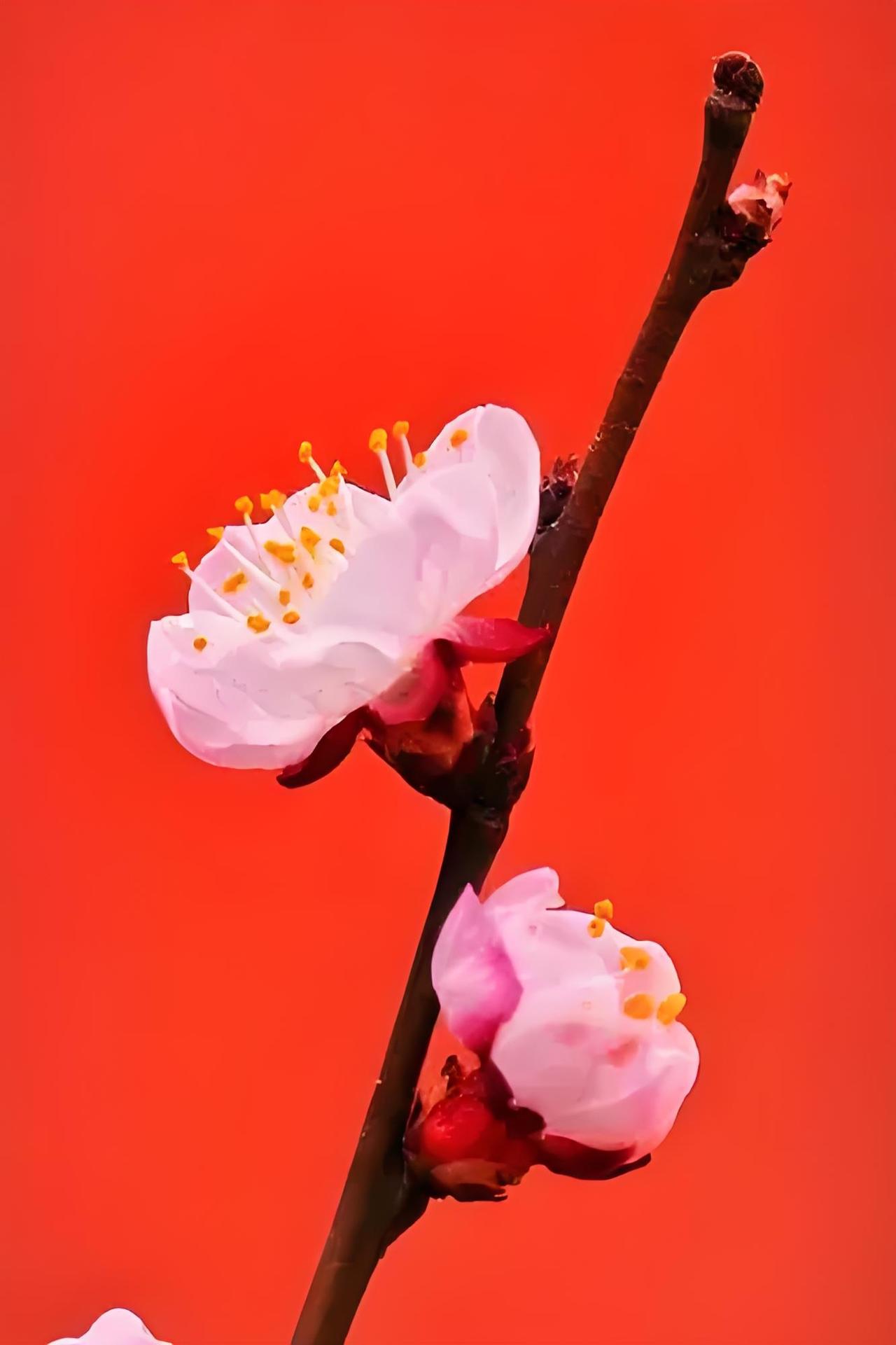 红杏出墙皆有因，
二八少女也思春，
风流同是尘间事，
………请友续句………？
[