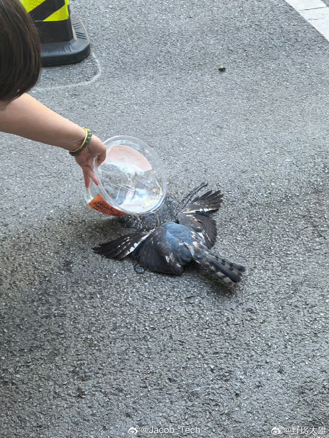 武汉鸽子中暑 啊？不是[费解]这么热吗？就连鸽子🐦都中暑了[晕]我的天，广东好