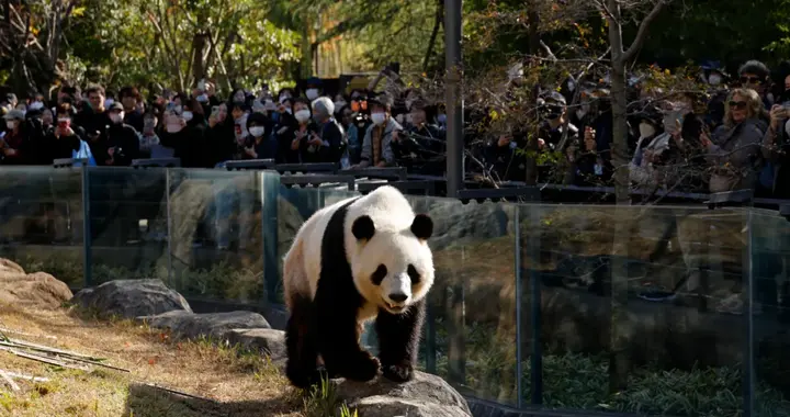 最后一对旅日大熊猫，即将回国