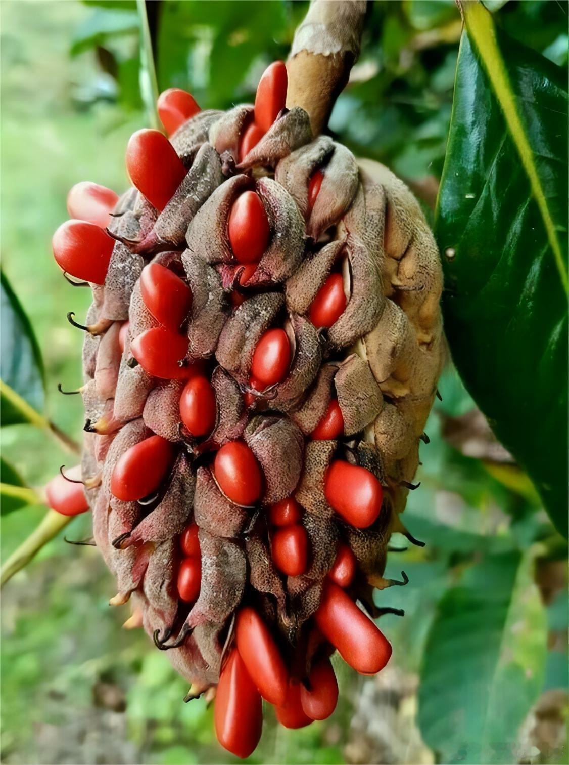 奇妙的木兰类植物：繁花与硕果的自然传奇Magnoliids，也就是木兰类植物，是