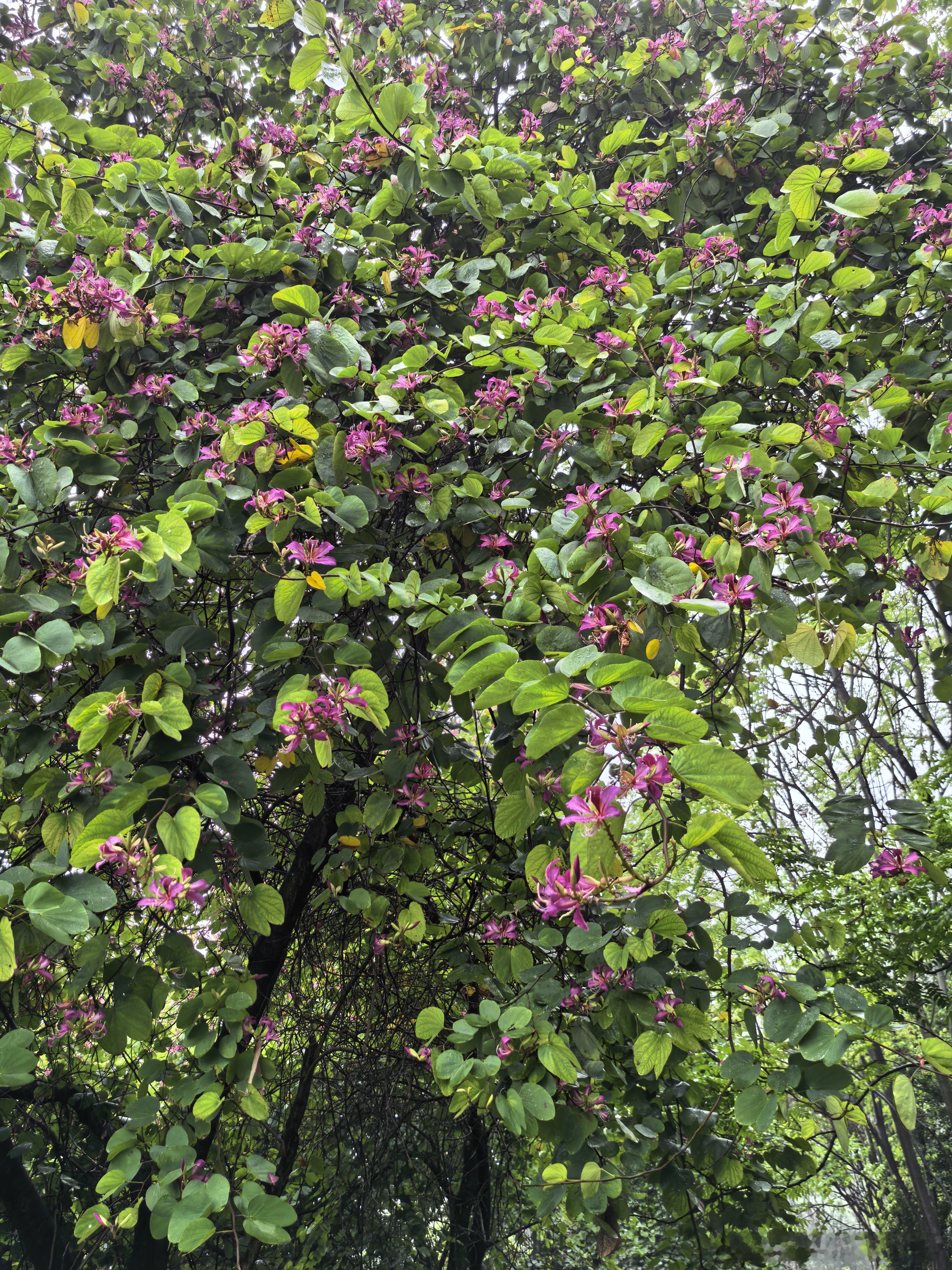 节点不对，越努力越费龙头审美   有人专注一股蛮力无脑干高标首板，二板，基本看看