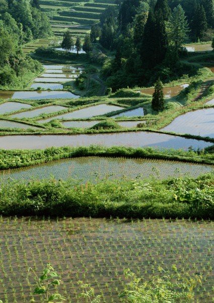 家家云气山藏雨，处处蛙啼水满田。——王镃《山居即事》