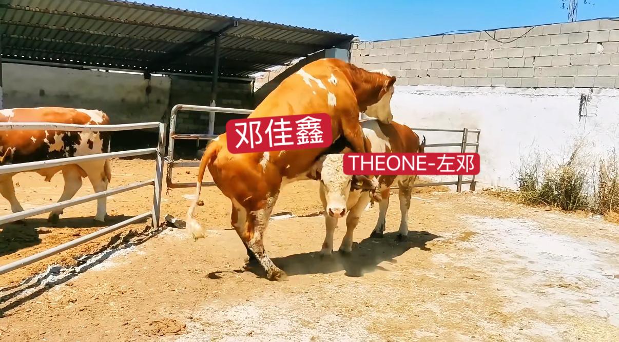 马上给你俩配了 