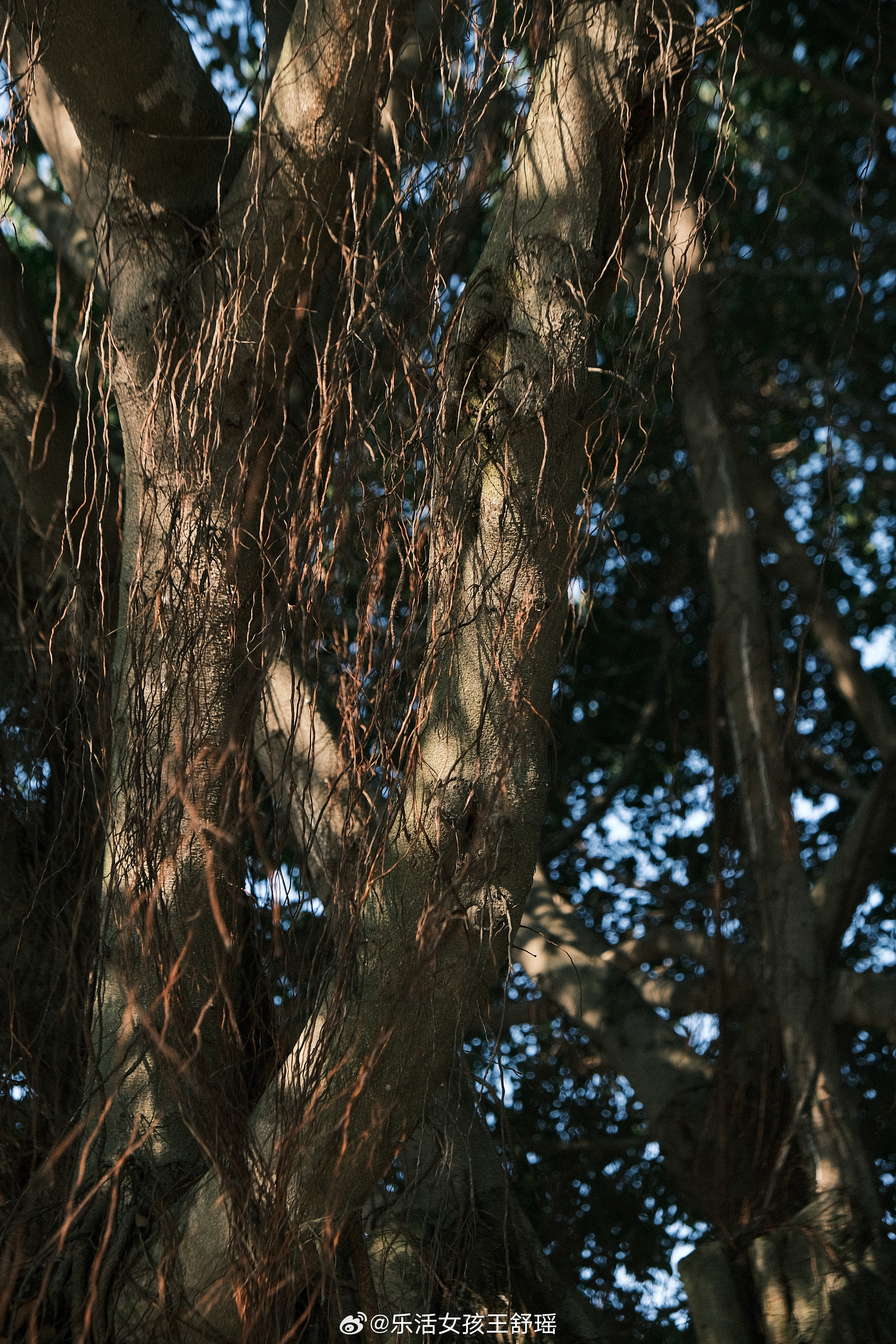 大树会拥抱每个抬头的人不知道有没有人能懂抬头看树的心情弯弯的树枝垂下来像个大大拥
