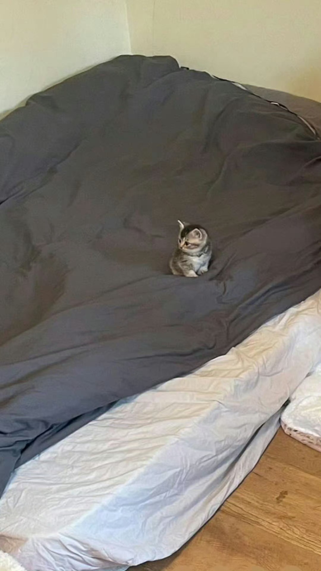 铺完床，发现一粒小猫