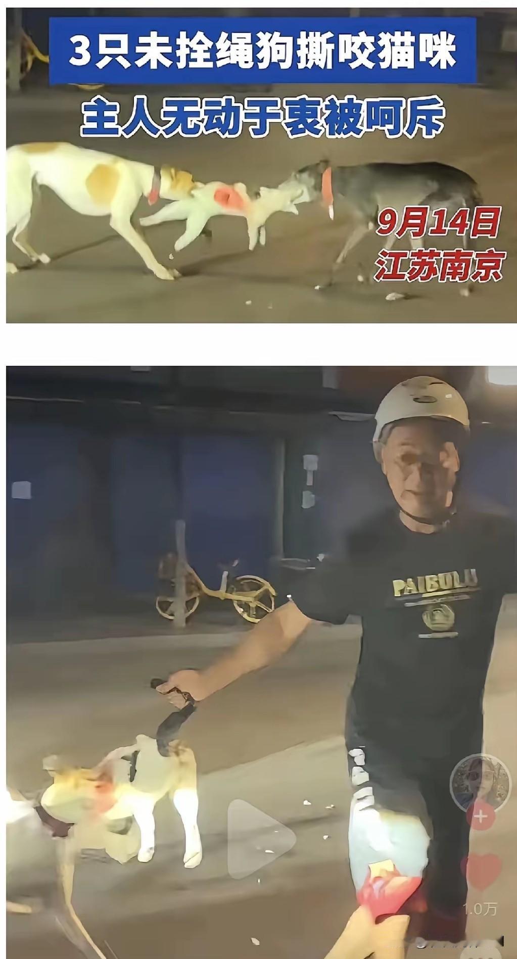 江苏南京，纵狗杀猫的狗主人，被拍到正脸了！

他得意洋洋，双手插兜，就看着三条灵