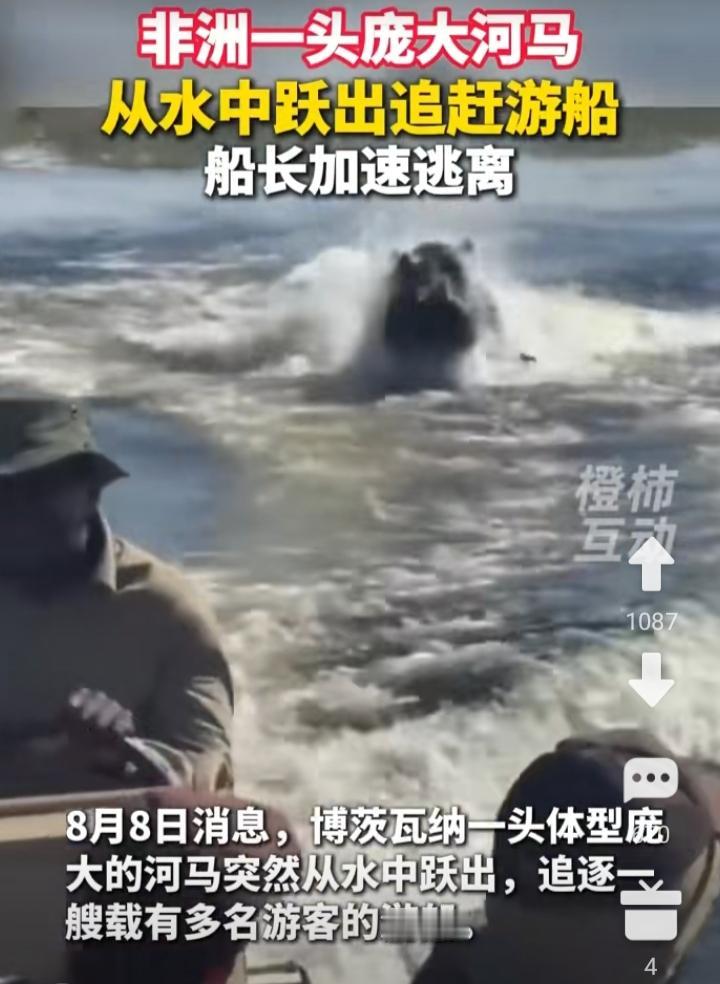 隔着屏幕都捏一把汗！河马冲出水面猛追观光游船。这一幕真的看得人心里发紧。8月8日
