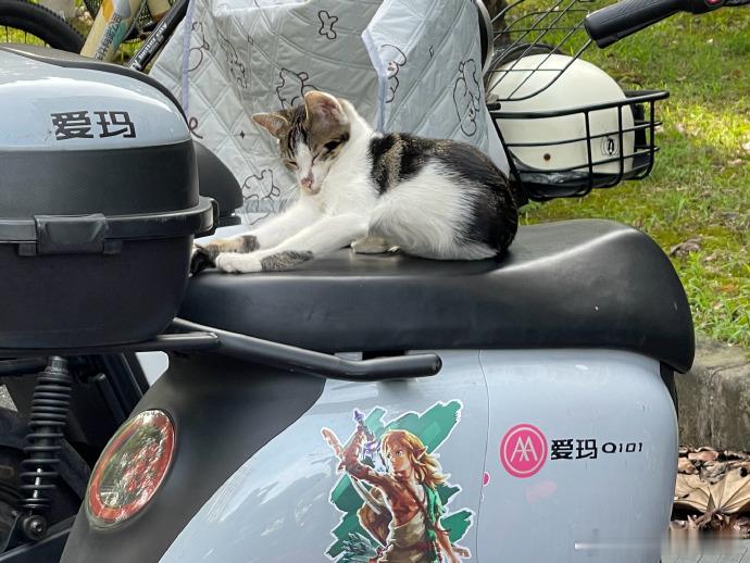 鸿星尔克，给进入你家店内、临时安置点的流浪猫犬戴个专属脖套比较合适，绣上鸿星尔克