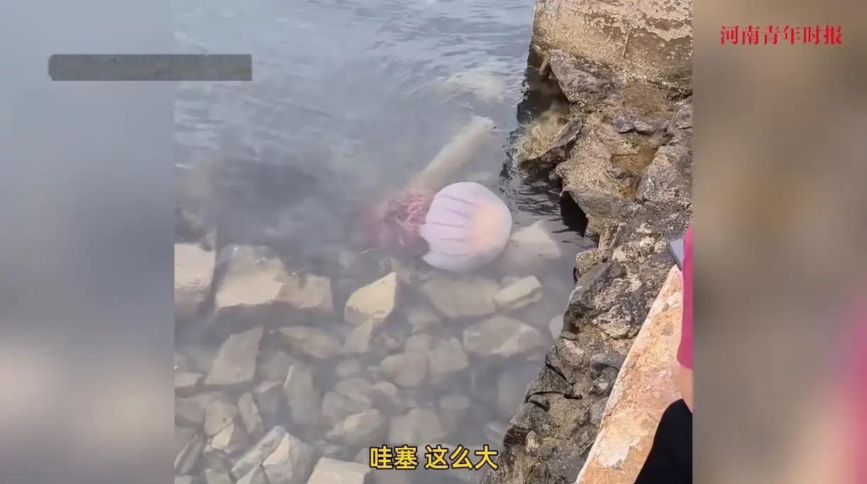 “天上掉馅饼了！”近日，山东烟台，一群游客在海边玩耍时，意外看到了一只巨大无比的