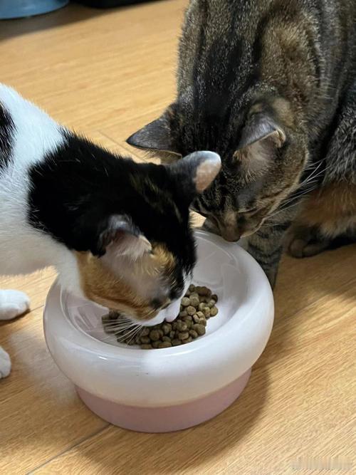 8款热销猫粮5款检出真菌毒素8款热销猫粮，5款检出真菌毒素，2款粗蛋白直接腰斩。