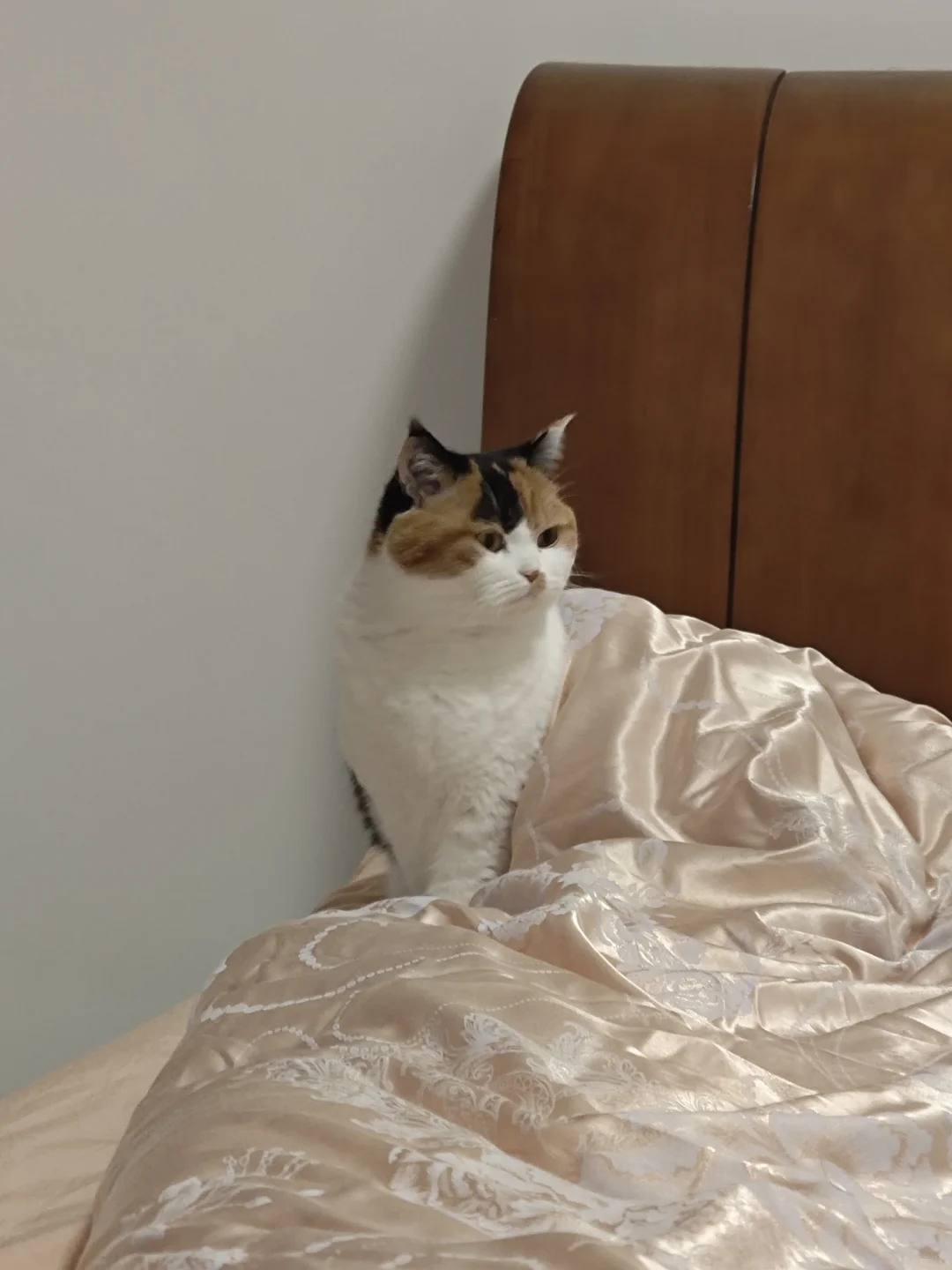 找半天没找到猫，猫无辜出现