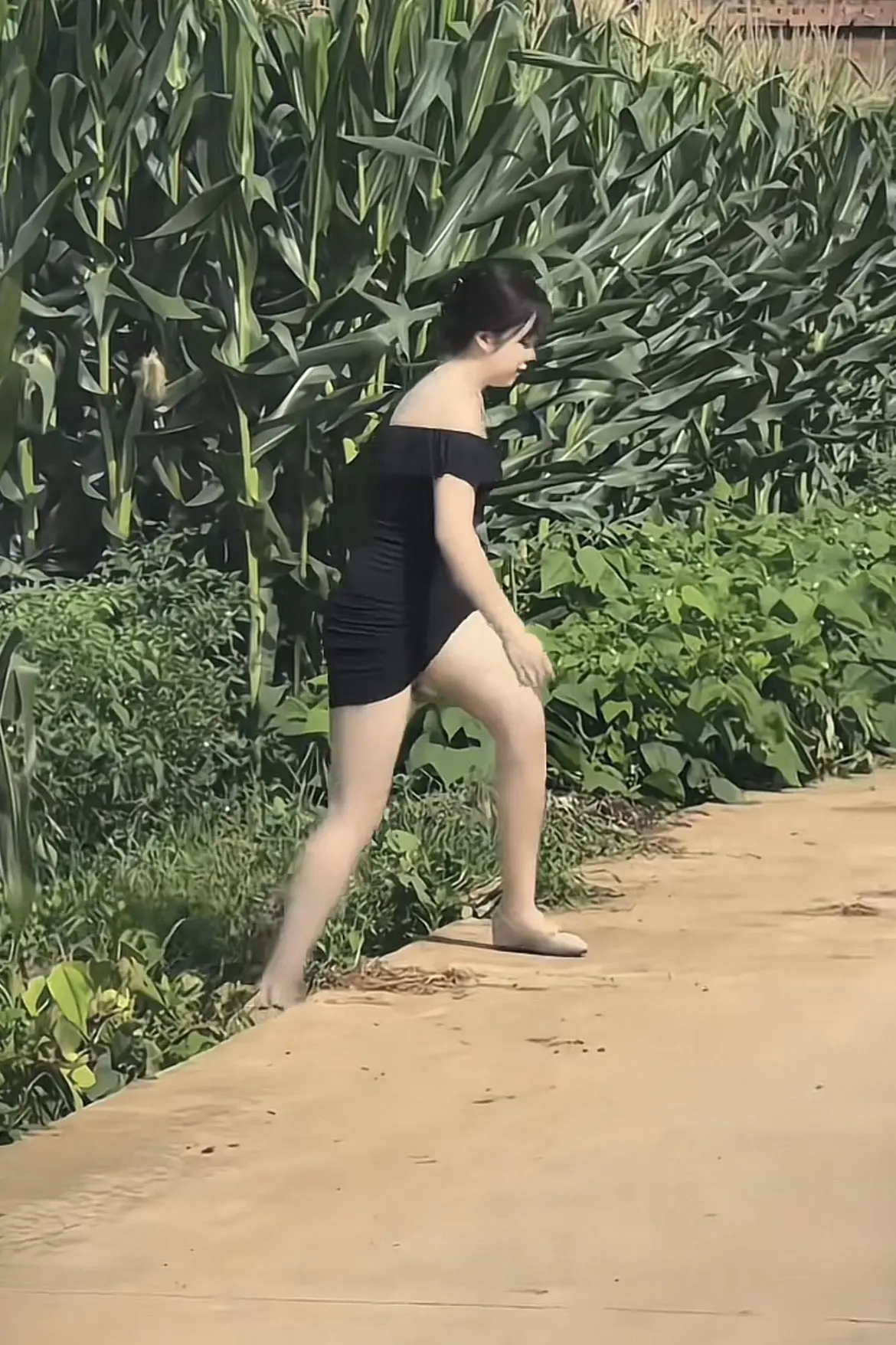 玉米地 夏天的味道
