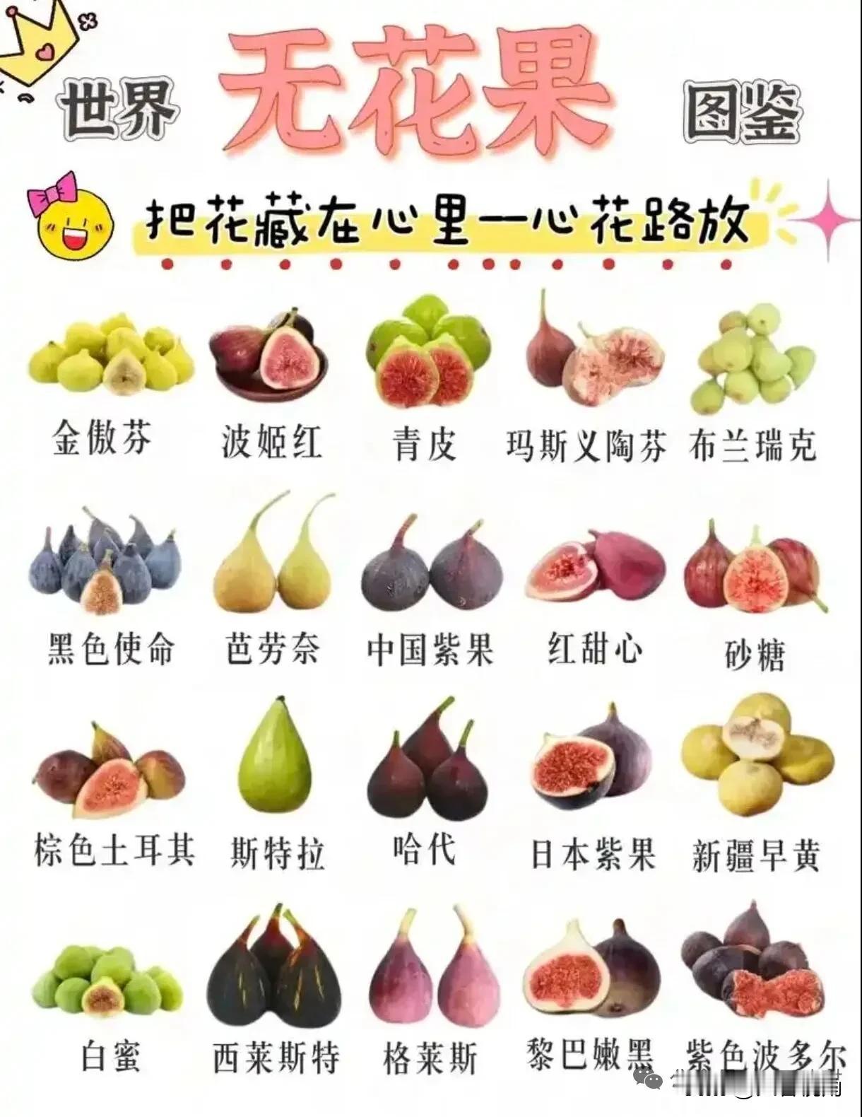 无花果的奇妙世界，带你探索一颗颗甜蜜的心！