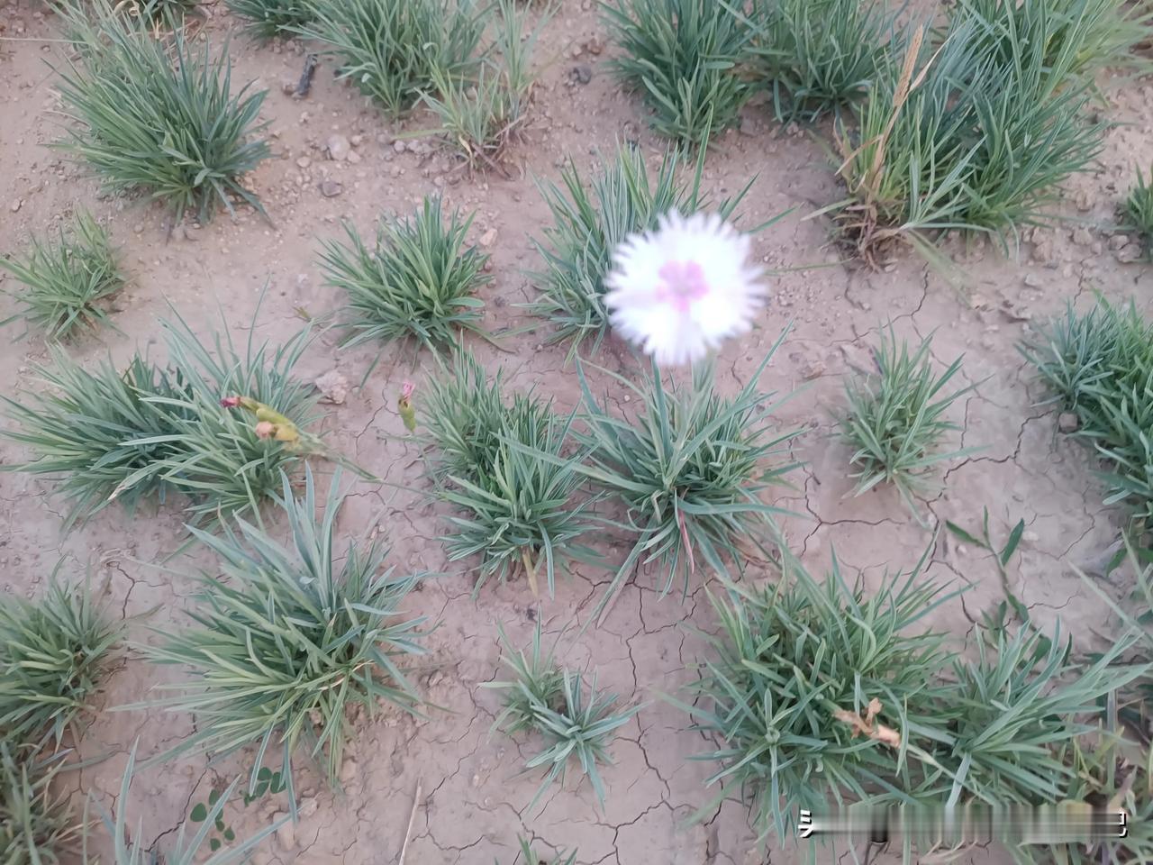花儿还是花儿