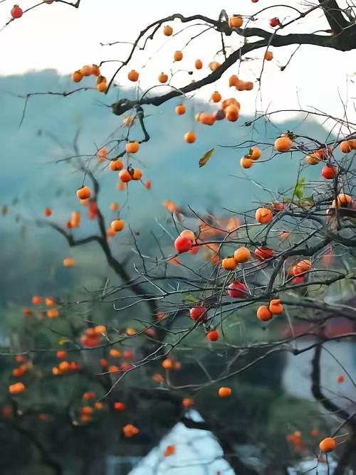 写主旋律内容没人看，聊风俗又被限流，创作者太难了
 
前天发了篇小文，展现量 1