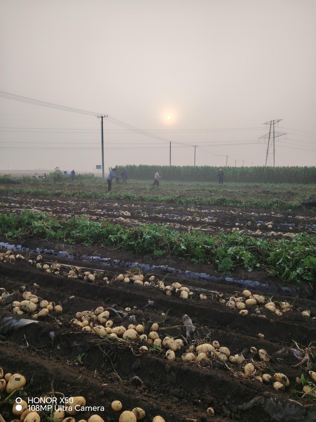 夏日生活打卡季 收获的喜悦，田间劳作的辛勤，夕阳下的希望。
