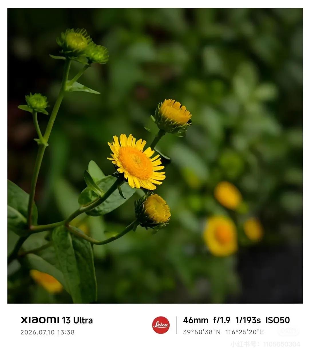 今早看树，老了。
昨日立秋节令，不含糊，傍晚风雨捧场，霎时气温骤降，大喘了一口气