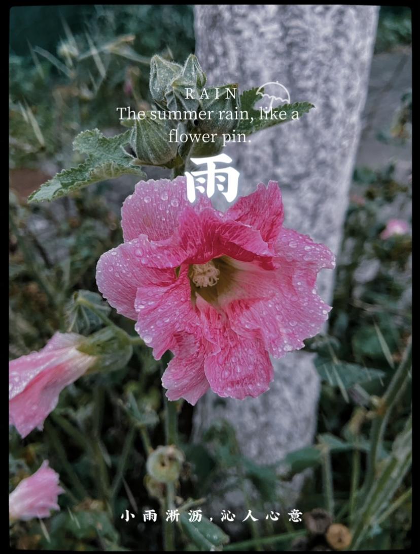 都说夏日的雨是急促的，来得快去得也快💦

可今日的雨不知从夜里的几时起，却这会