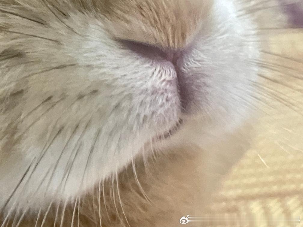 14159🐇【谁想亲】兔的嘴努子？ 