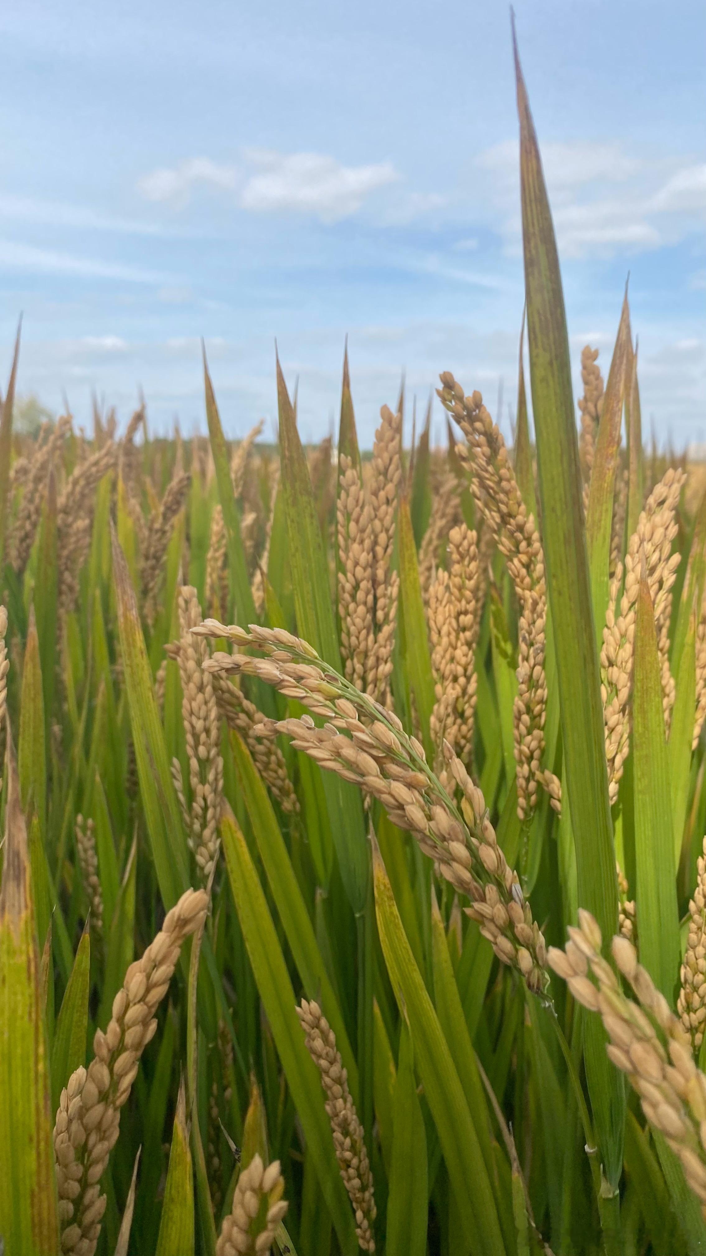 新米上市，去稻田边买点新米，顺便找个有桂花的院子吃个农家菜。这里都做周末生意，所