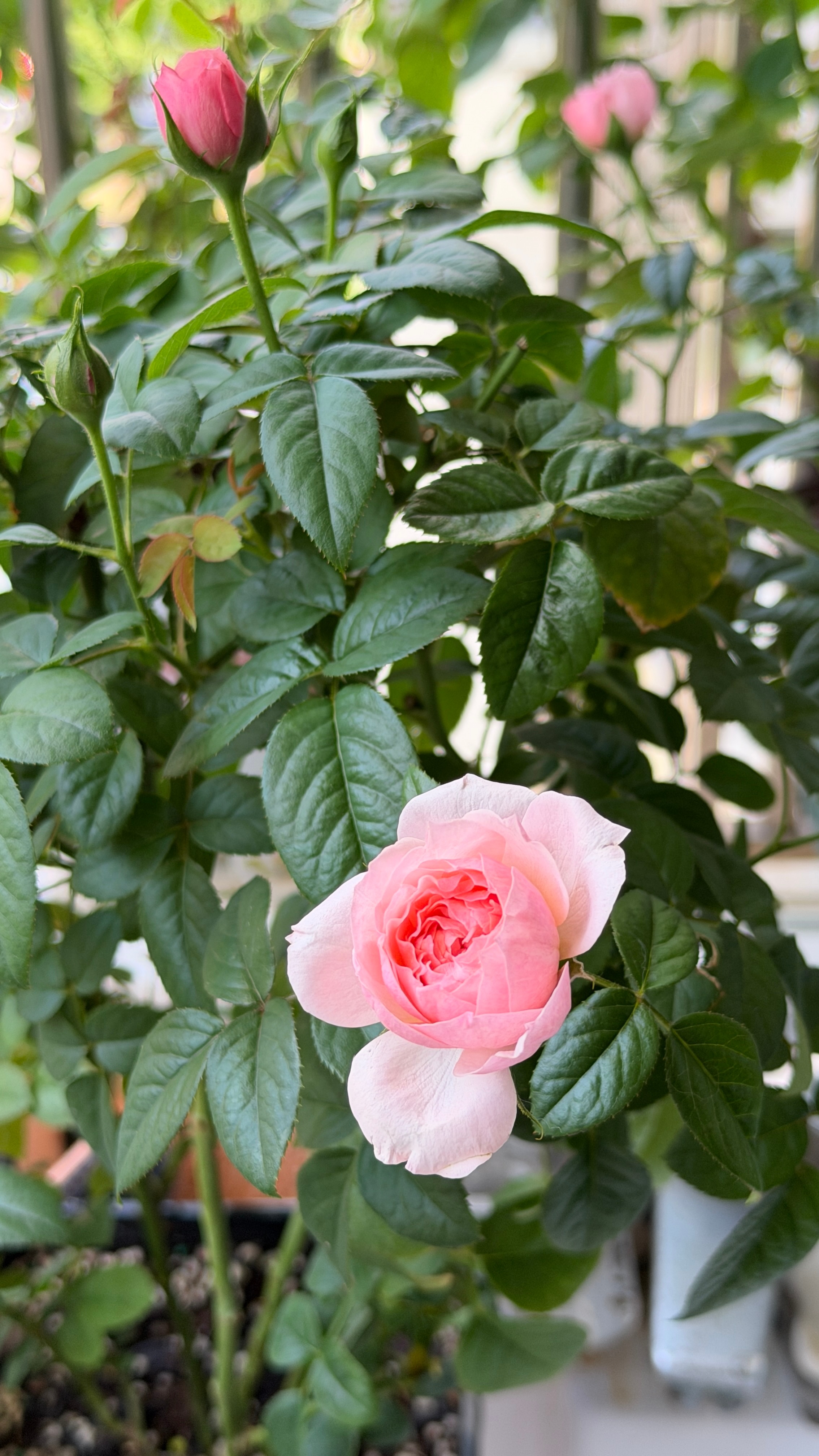 新的花花是兽花马，没养过的🌹品种，试试生活恢复原来的规律，该上班的上班，该做功