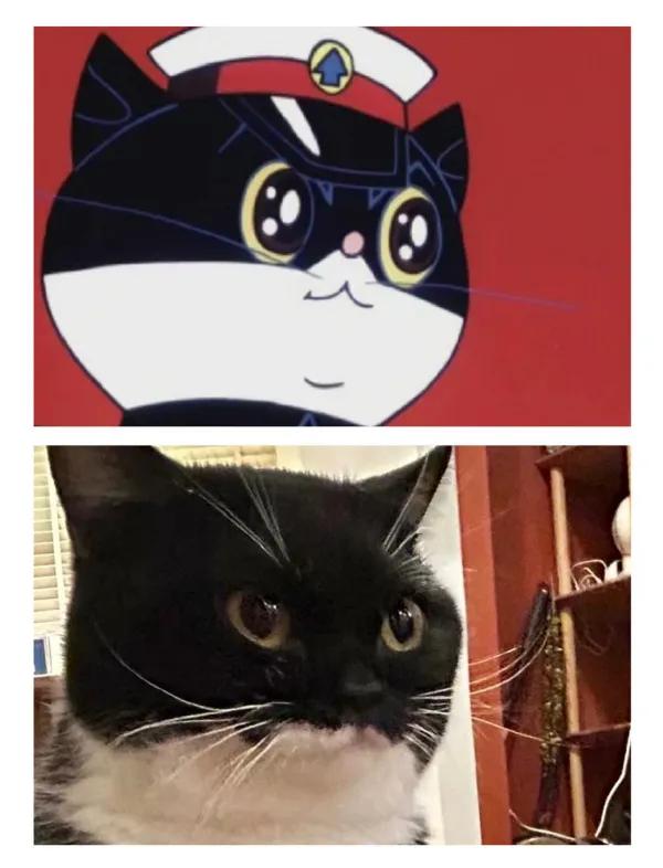 黑猫警长是一部写实动画片