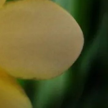 种植 🌸剪枝香雪兰的方法1.选择合适的时间：香雪兰通常在春季或夏季开花，因此最