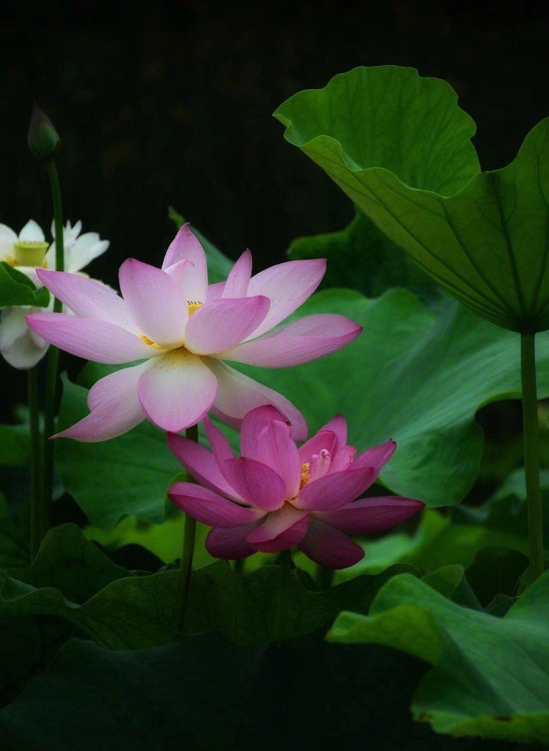 你看过我写的和新冠病毒有关的一系列文章吗？看过几篇？你印象最深的是什么内容？ ​