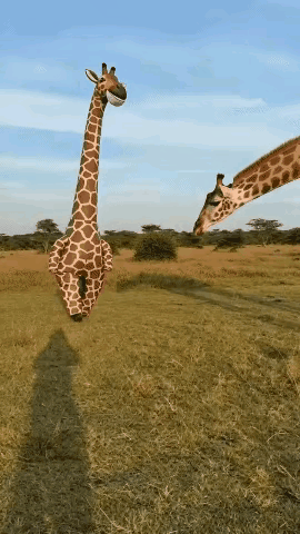 我只知道长颈鹿此刻心里想什么呢？☺️
