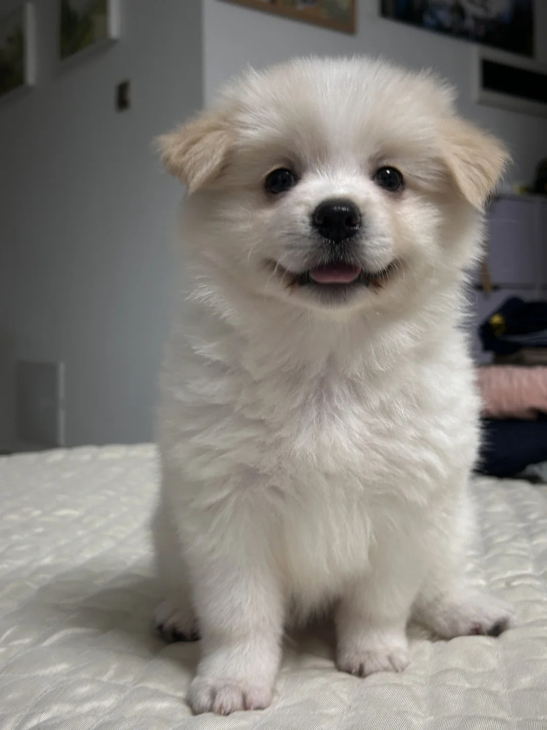 麻麻说我是世界上最可爱的小狗 ​​​