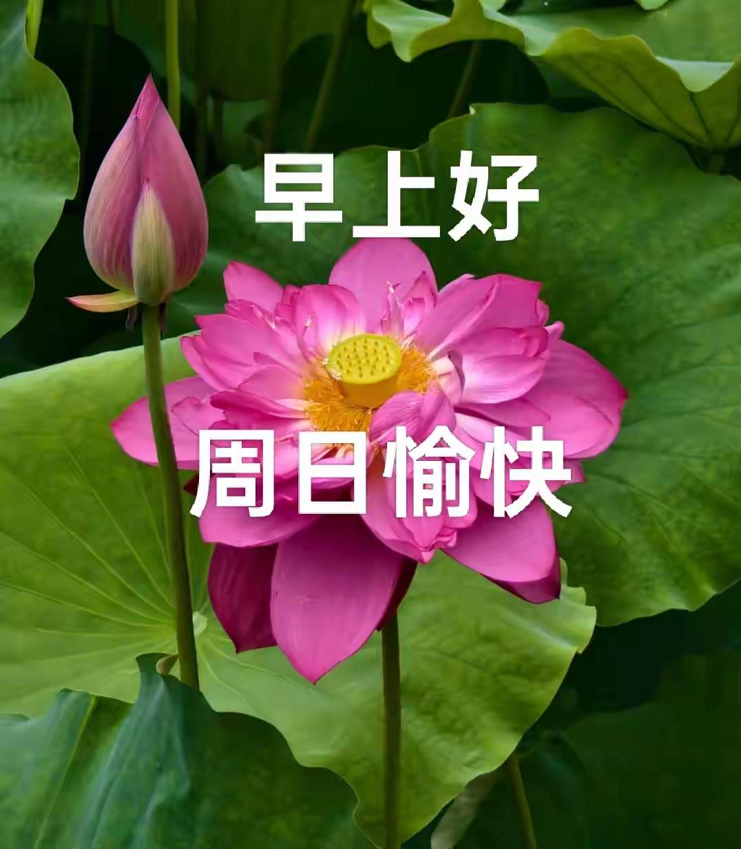 🌹早上好🌹
 
关怀是一种春风我眷恋，
情谊是一种清泉我感念，
挚友是一种瑰