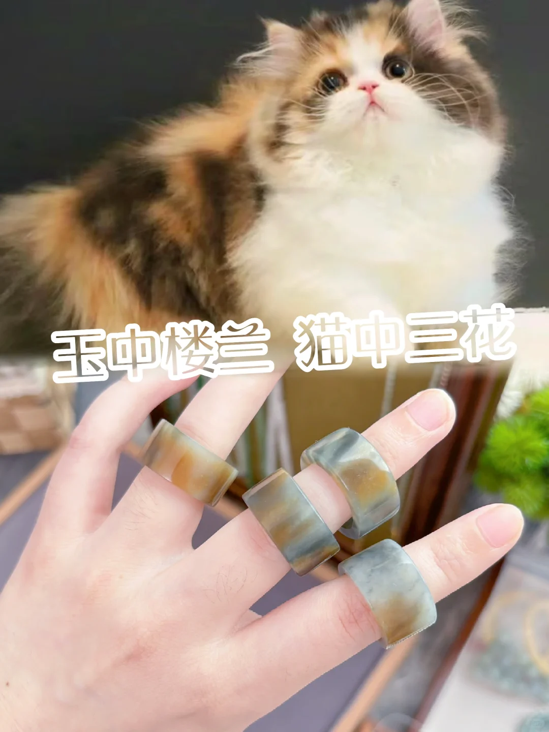 玉中楼兰 猫中三花